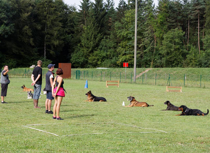 doug-education-cours-collectif Education canine en cours collectif