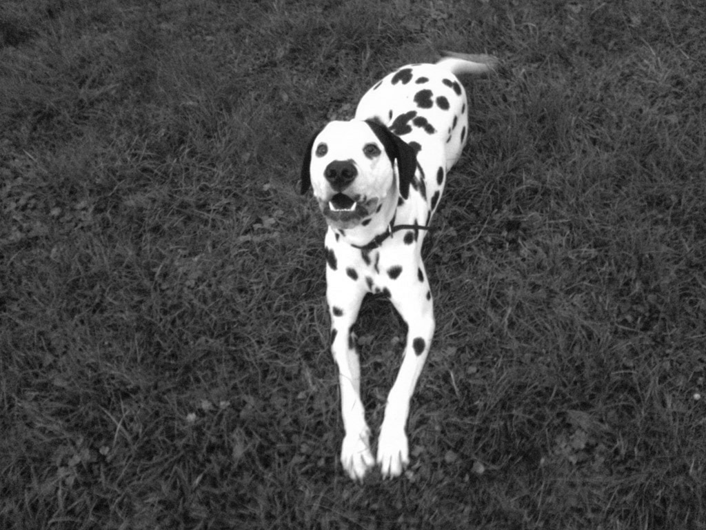 Photo chien type Dalmatien