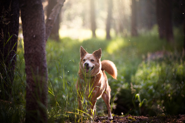 Chien dans la forêt