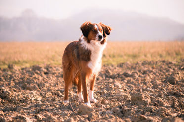 Chien en attente