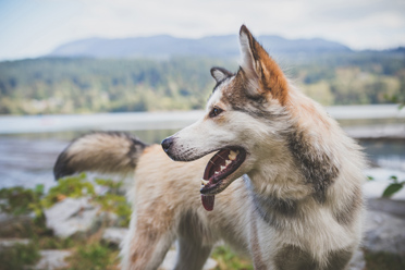 Chien vers la rivière