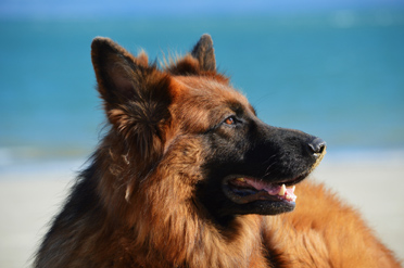 Berger sur la plage