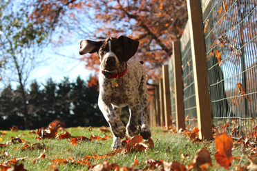 doug-education-chien-qui-court