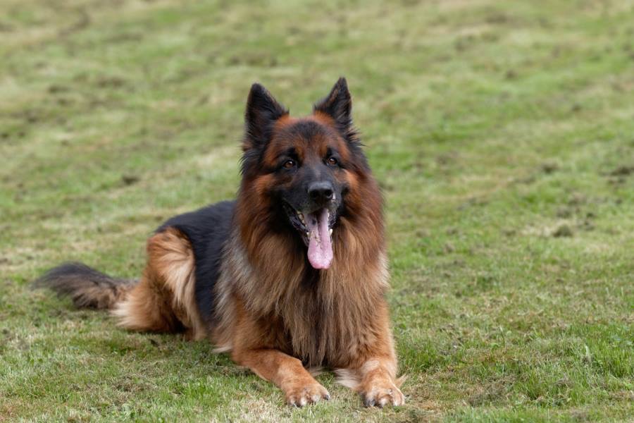 doug-education-sports-canins-berger-allemand