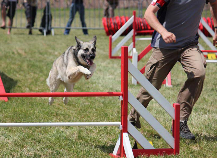 Doug Éducation - Sports canins - Agility - Saut d'obstacle