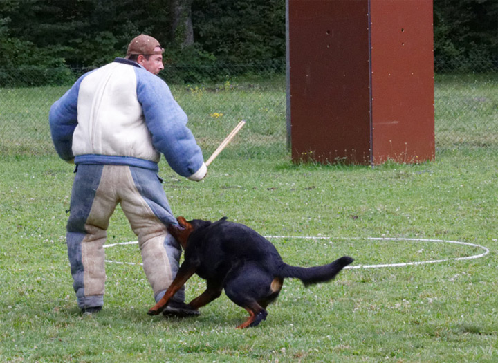 Doug Éducation - Sports canins - Mordant sportif - Ring