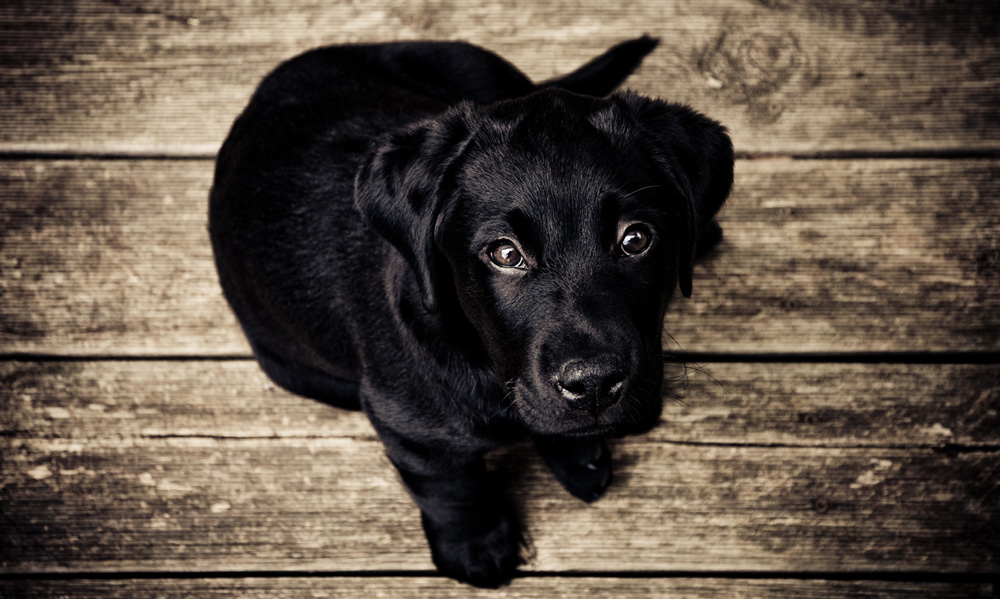 doug-education-canine-chiot