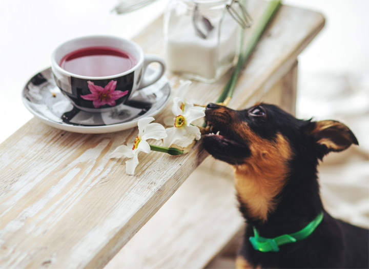 doug-education-canine-comportement-table